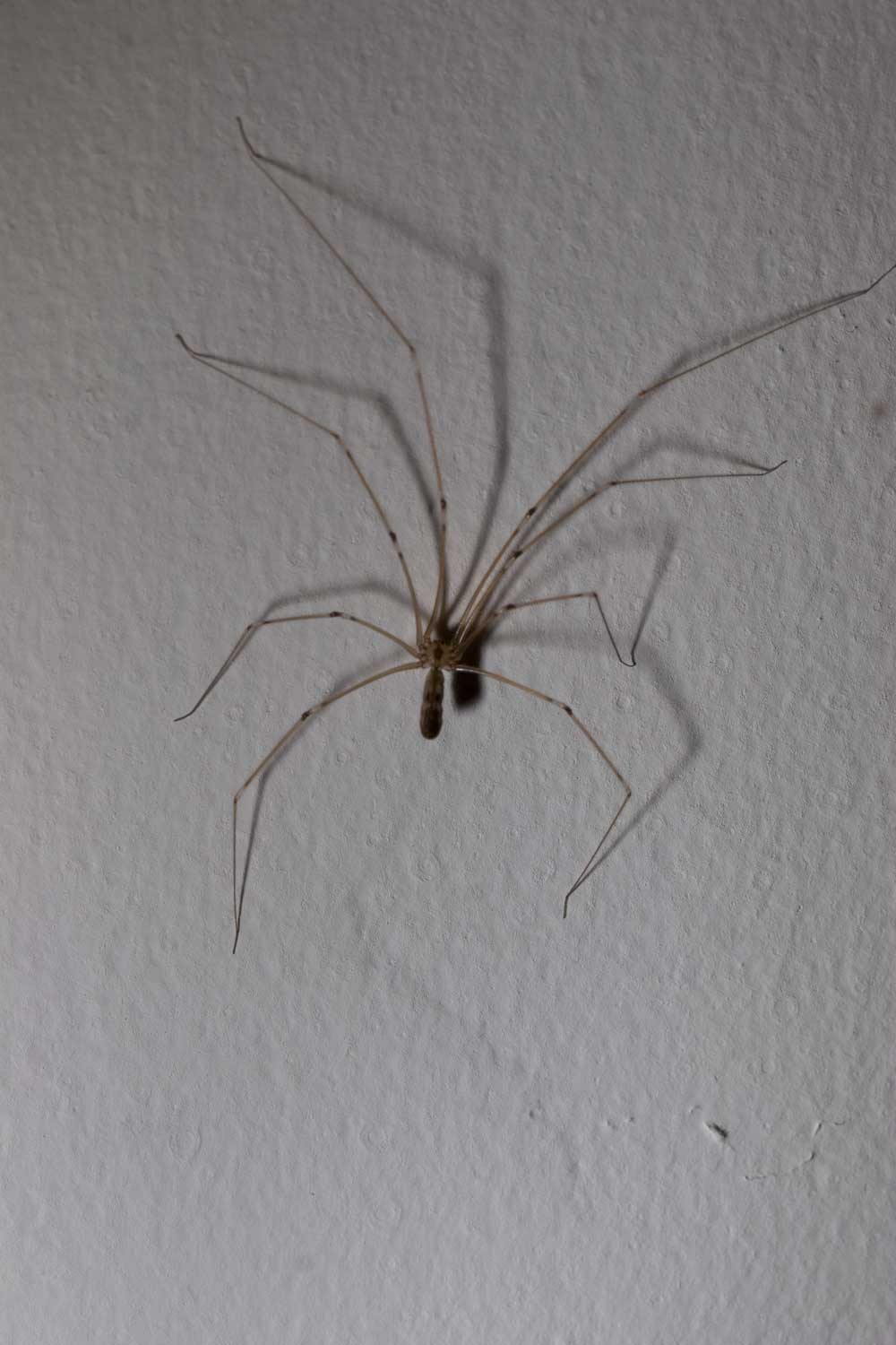 Pholcus phalangioides